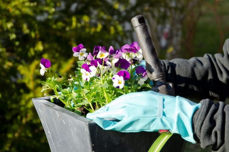 Do Pansies Need Fertilizer? (What Type, How Much & More)