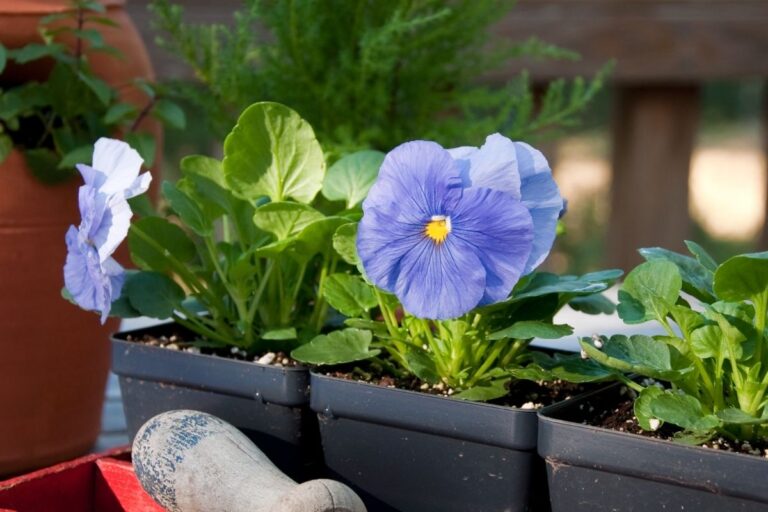 How Much Sun Do Pansies Need? (Pansies Light Requirements)