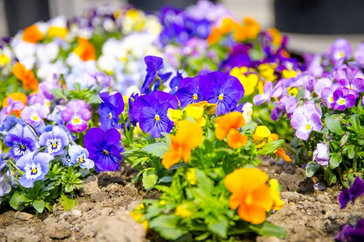 Where To Plant Pansies? (Best Place+Things To Keep In Mind)