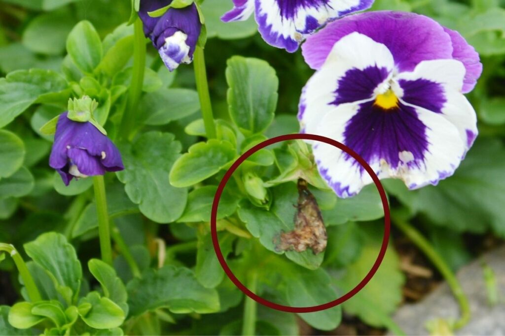 Why Are My Pansy Leaves Turning Brown? (Causes+How To Fix)