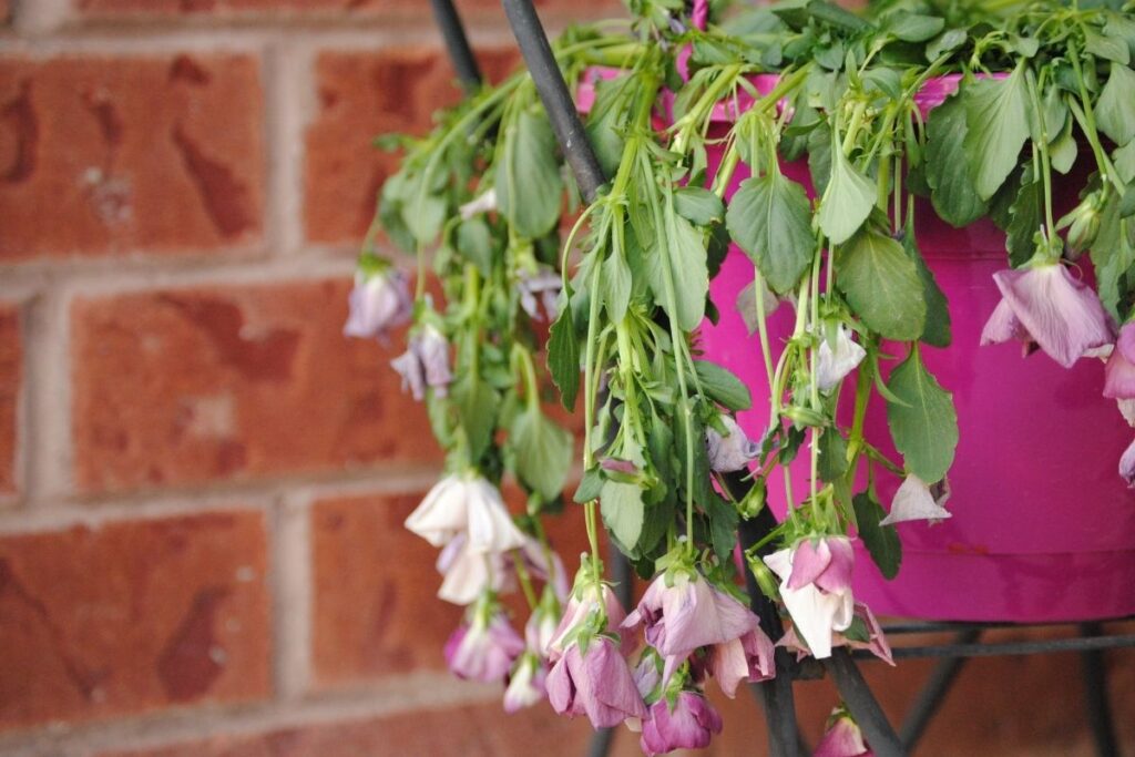 Why Is My Pansy Drooping? (Possible Problems+How To Fix)