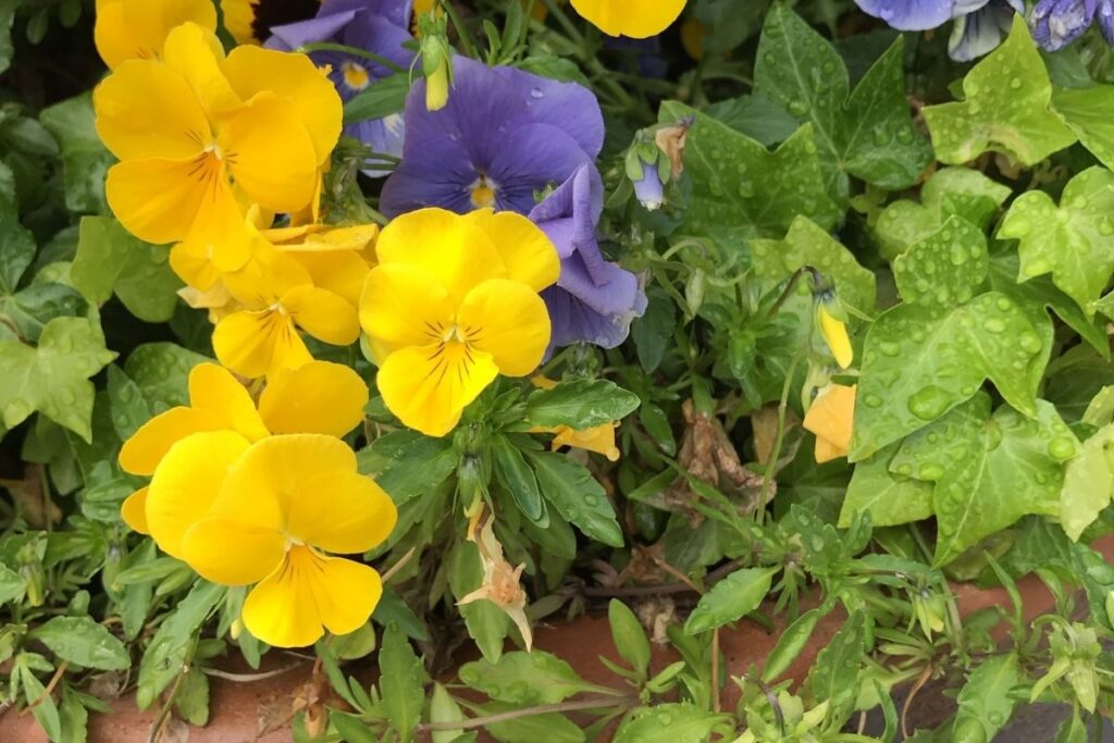 How Much Water Does A Pansy Need? (Pansy Water Requirements)