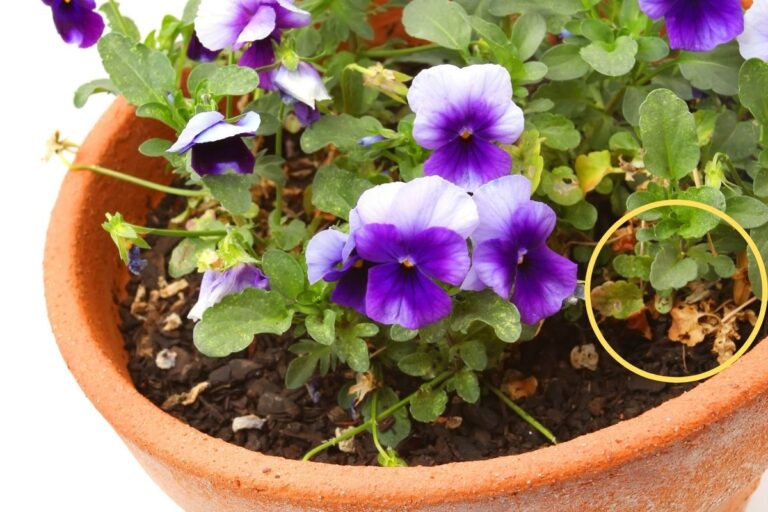 Why Are My Pansy Leaves Turning Yellow? (Causes+How To Fix)