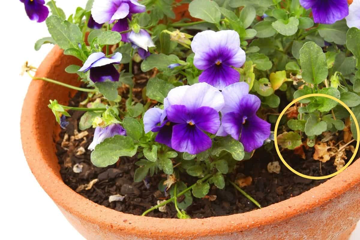 Why Are My Pansy Leaves Turning Yellow? (Causes+How To Fix)