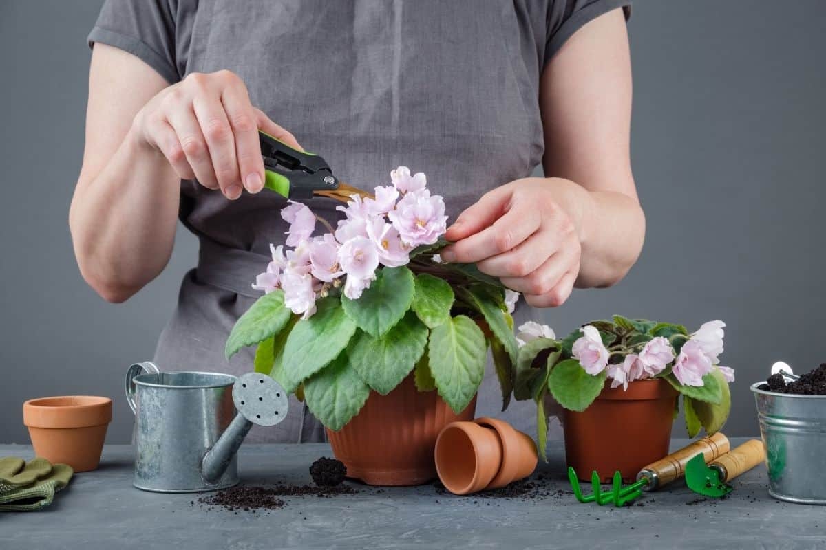 How To Prune African Violets? (StepbyStep Guide)