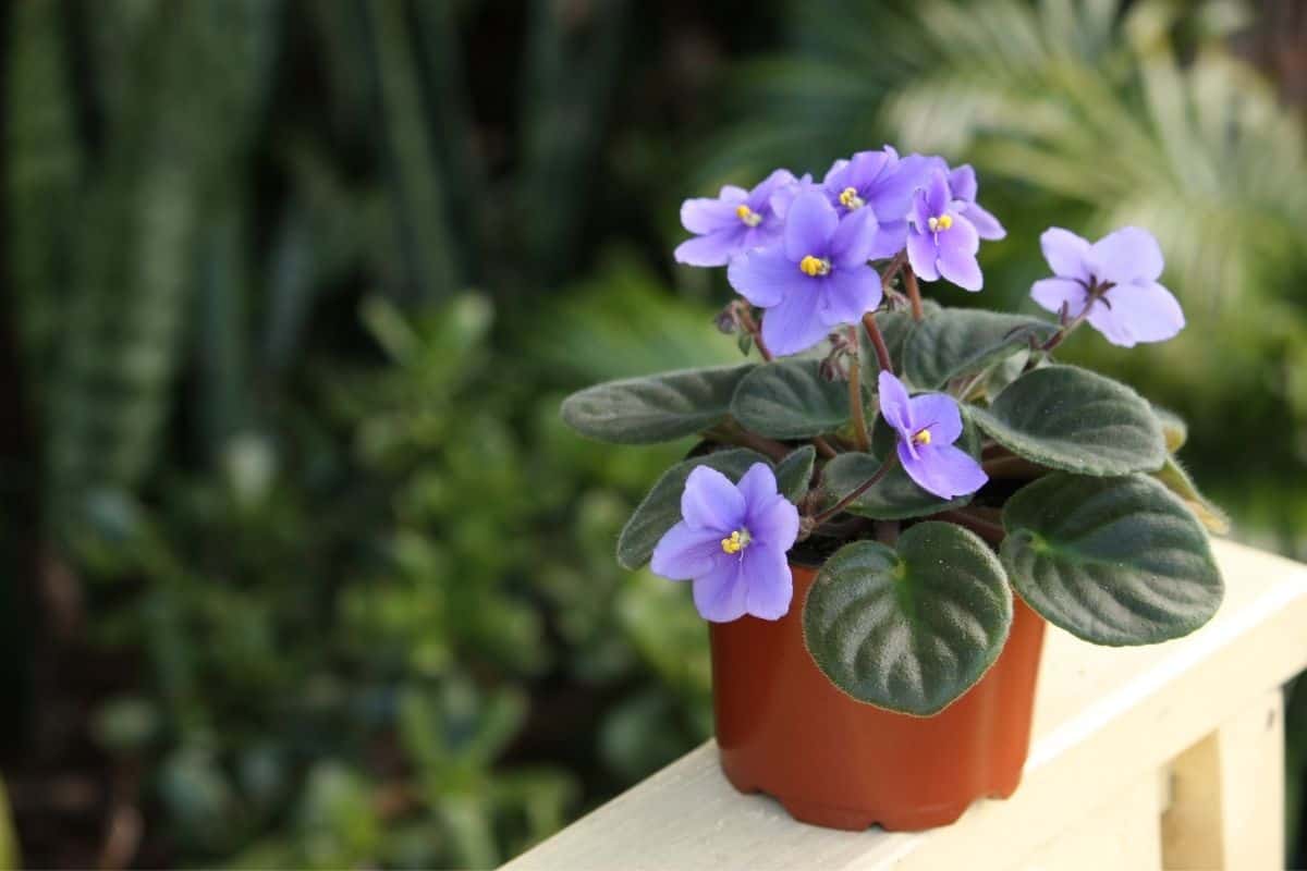 Can African Violets Grow Outside? (+Outdoor Care)