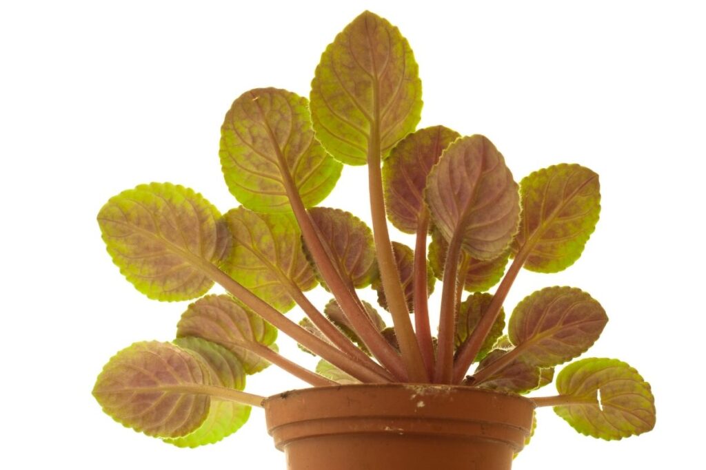 Why Is My African Violet Leggy? (Causes+Fix)