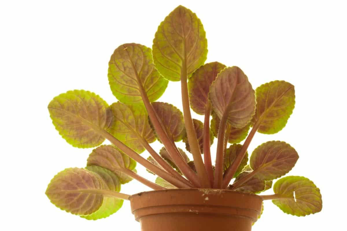 Why Is My African Violet Leggy? (Causes+Fix)