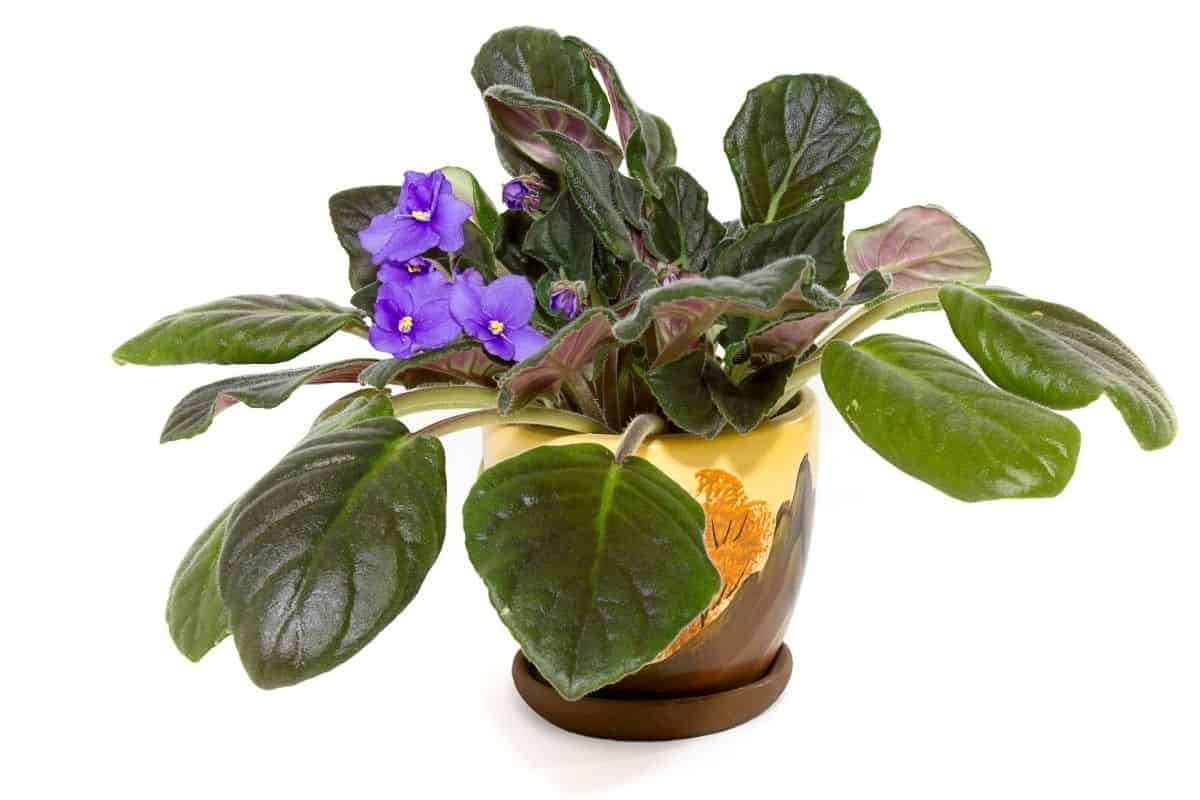 Do African Violets Like Misting? (+Humidity Guide)