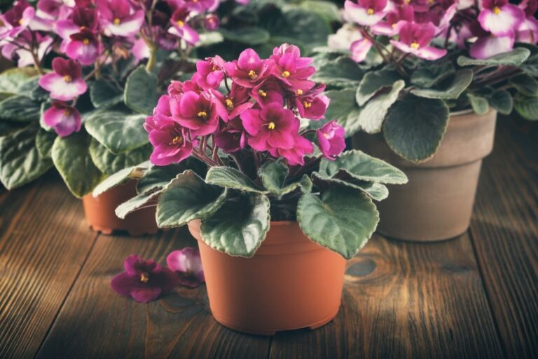 When Do African Violets Bloom? (Right Conditions+Get More Bloom)