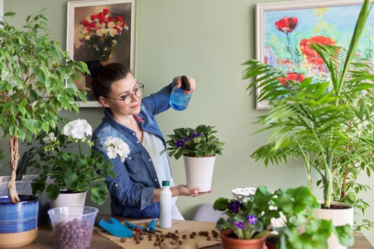 How To Get Rid Of Bugs On African Violets? (Signs+Treatment)