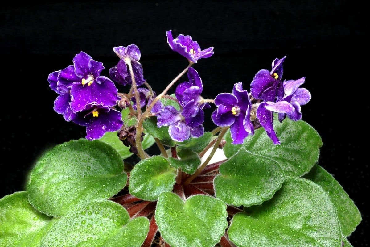 Why Is My African Violet Drooping? (Problems
