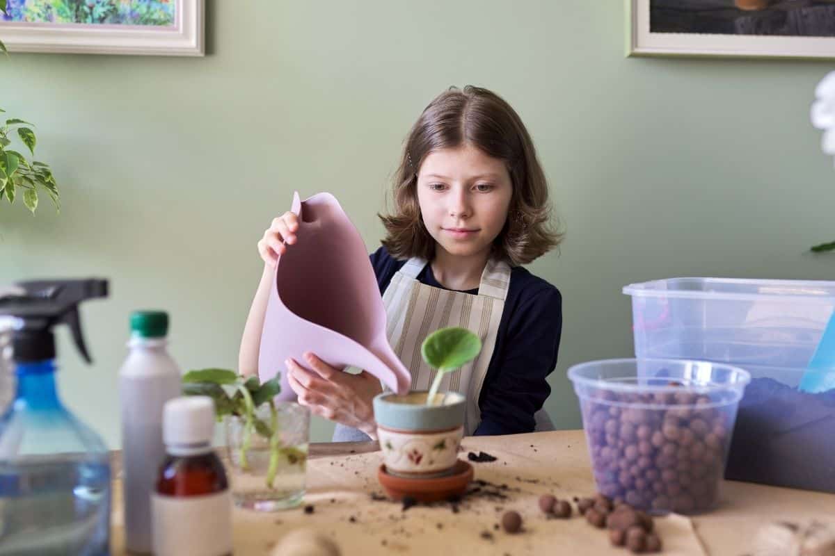 How Often Should African Violets Be Watered? (African Violet Water