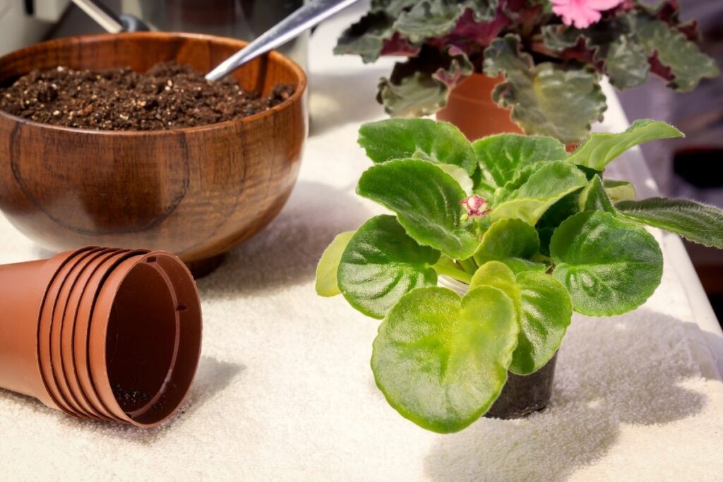 When Do African Violets Bloom? (Right Conditions+Get More Bloom)