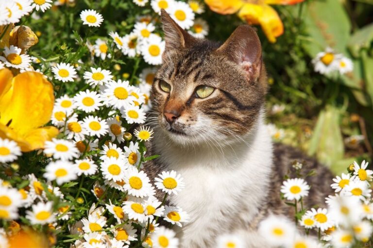 Are Daisies Toxic To Pets? (Dogs, Cats, Rabbits, And More)?