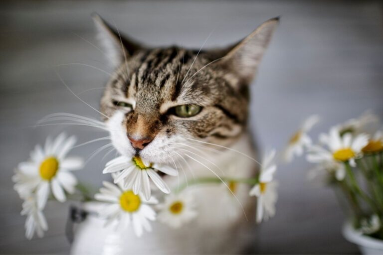 Are Daisies Toxic To Pets? (Dogs, Cats, Rabbits, And More)?