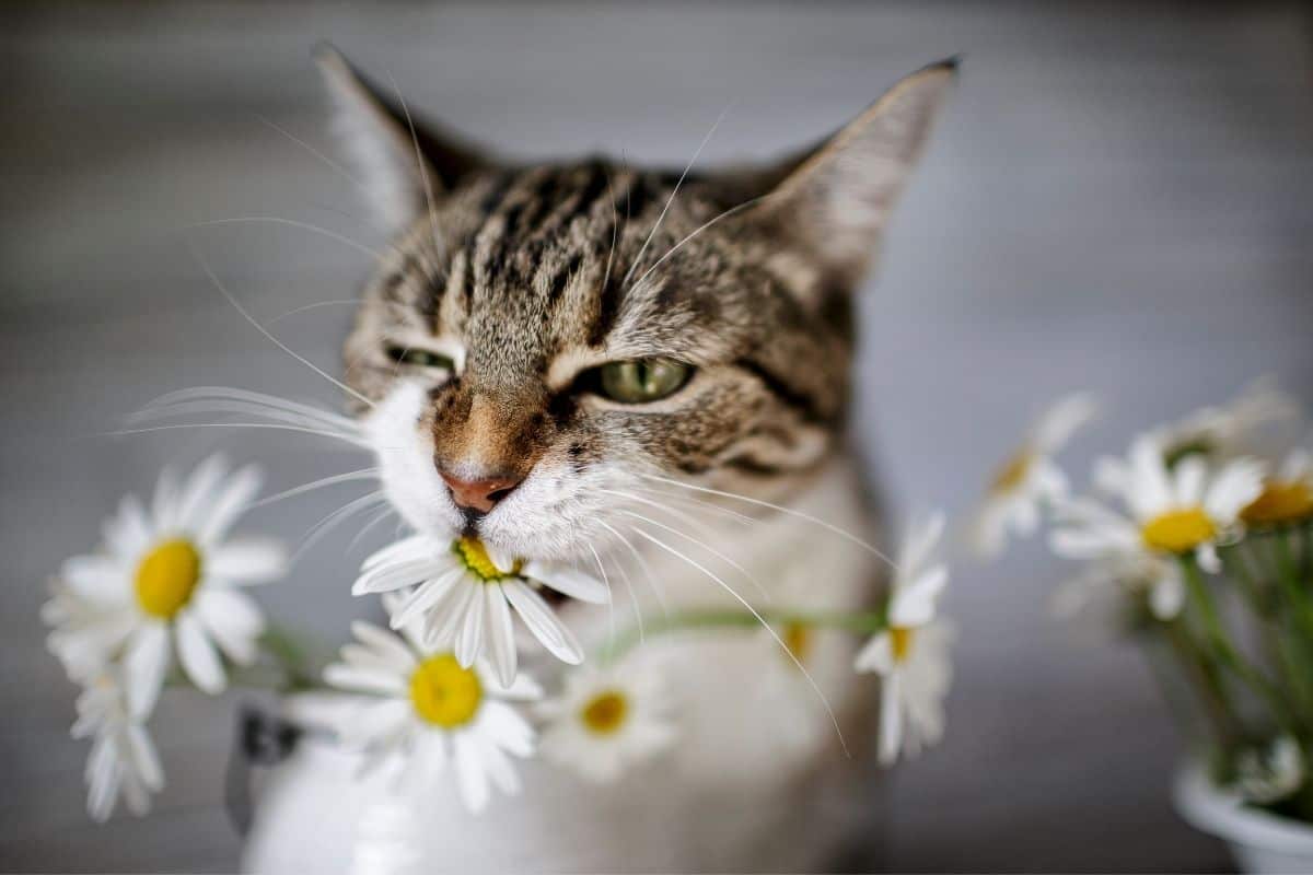 Are Daisies Toxic To Pets? (Dogs, Cats, Rabbits, And More)?
