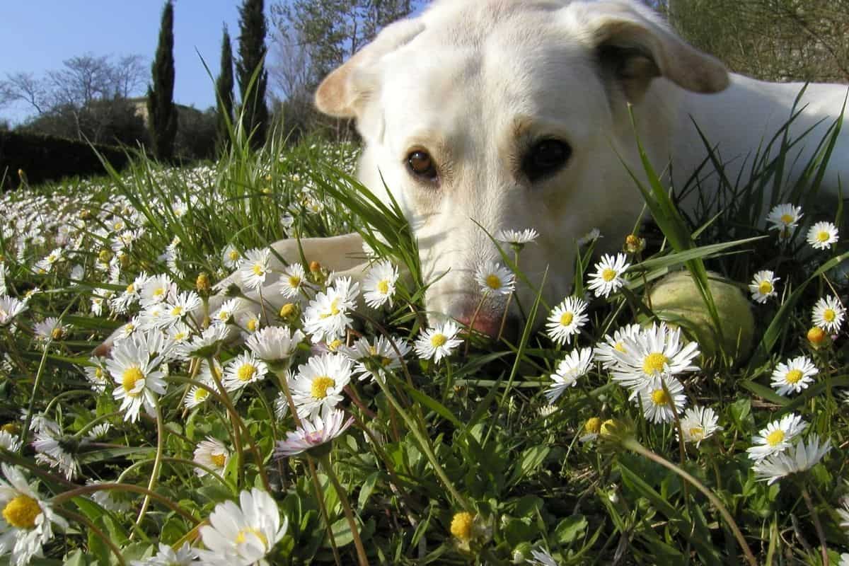 Are Daisies Toxic To Pets? (Dogs, Cats, Rabbits, And More)?