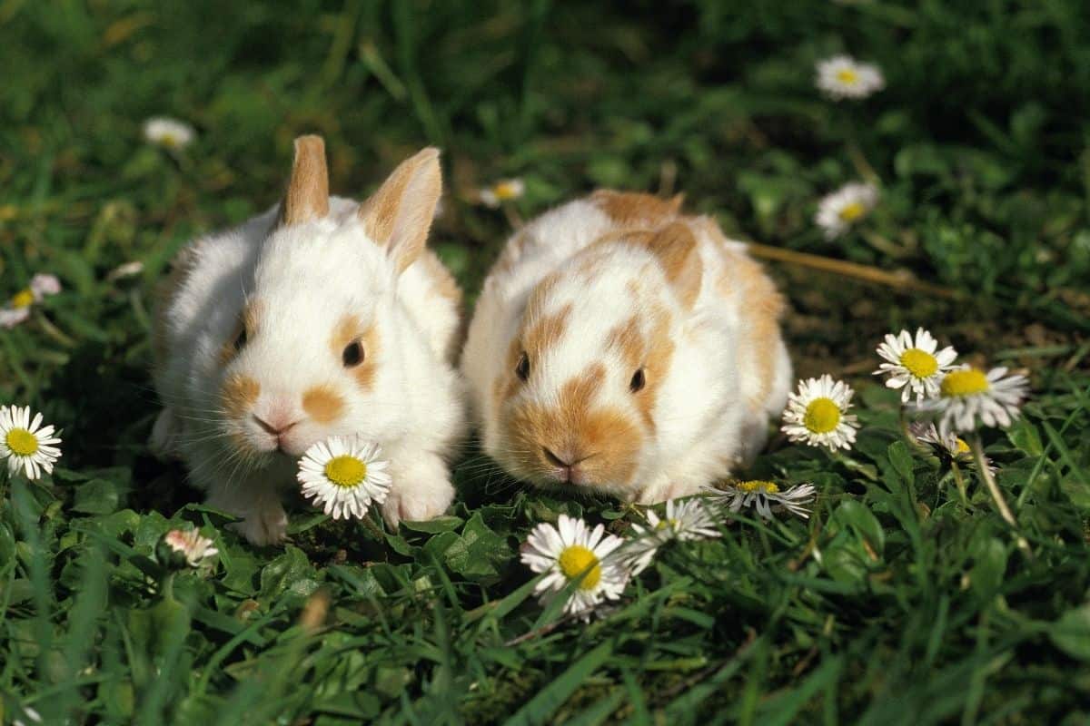 Are Daisies Toxic To Pets? (Dogs, Cats, Rabbits, And More)?