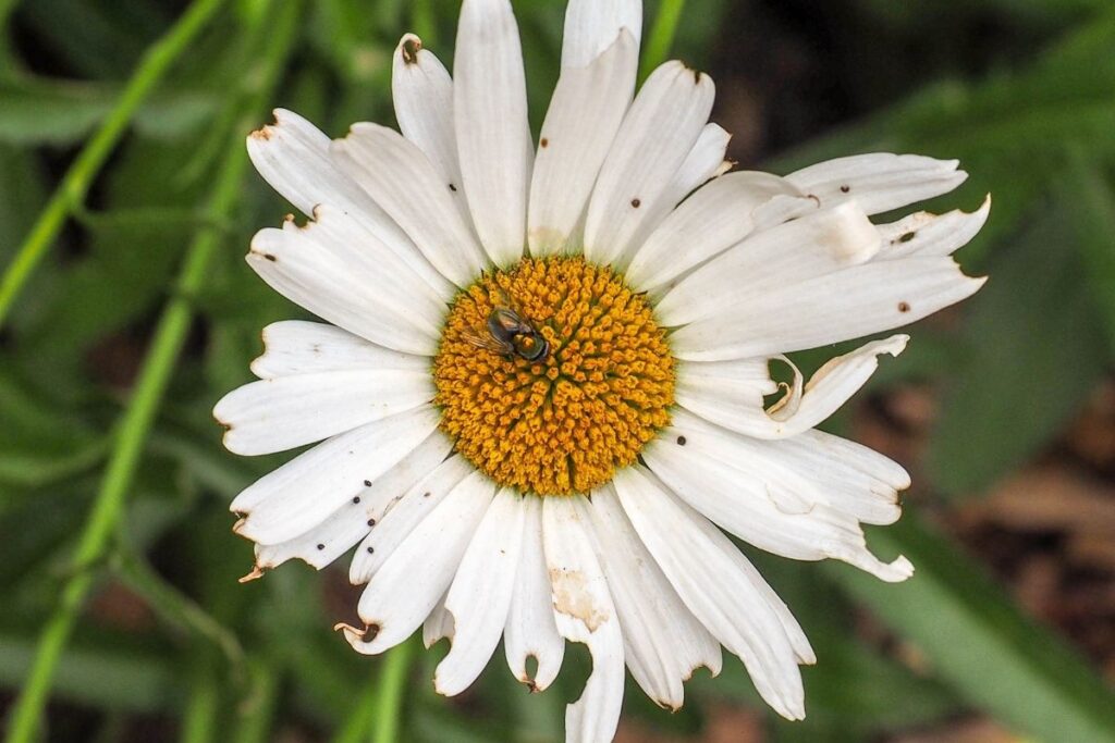 Are My Daisies Dying? (7 Signs Of A Dying Daisy Plant)