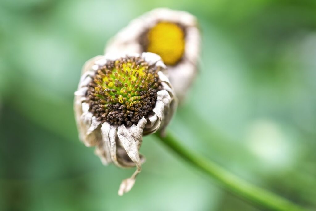 How Do You Revive Wilted Daisy? (Possible Problems+How To Fix)