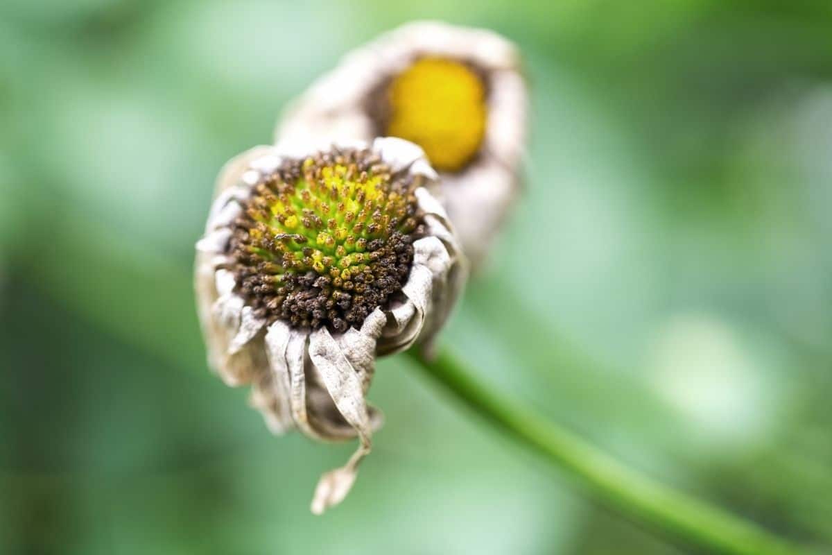 How Do You Revive Wilted Daisy? (Possible Problems+How To Fix)