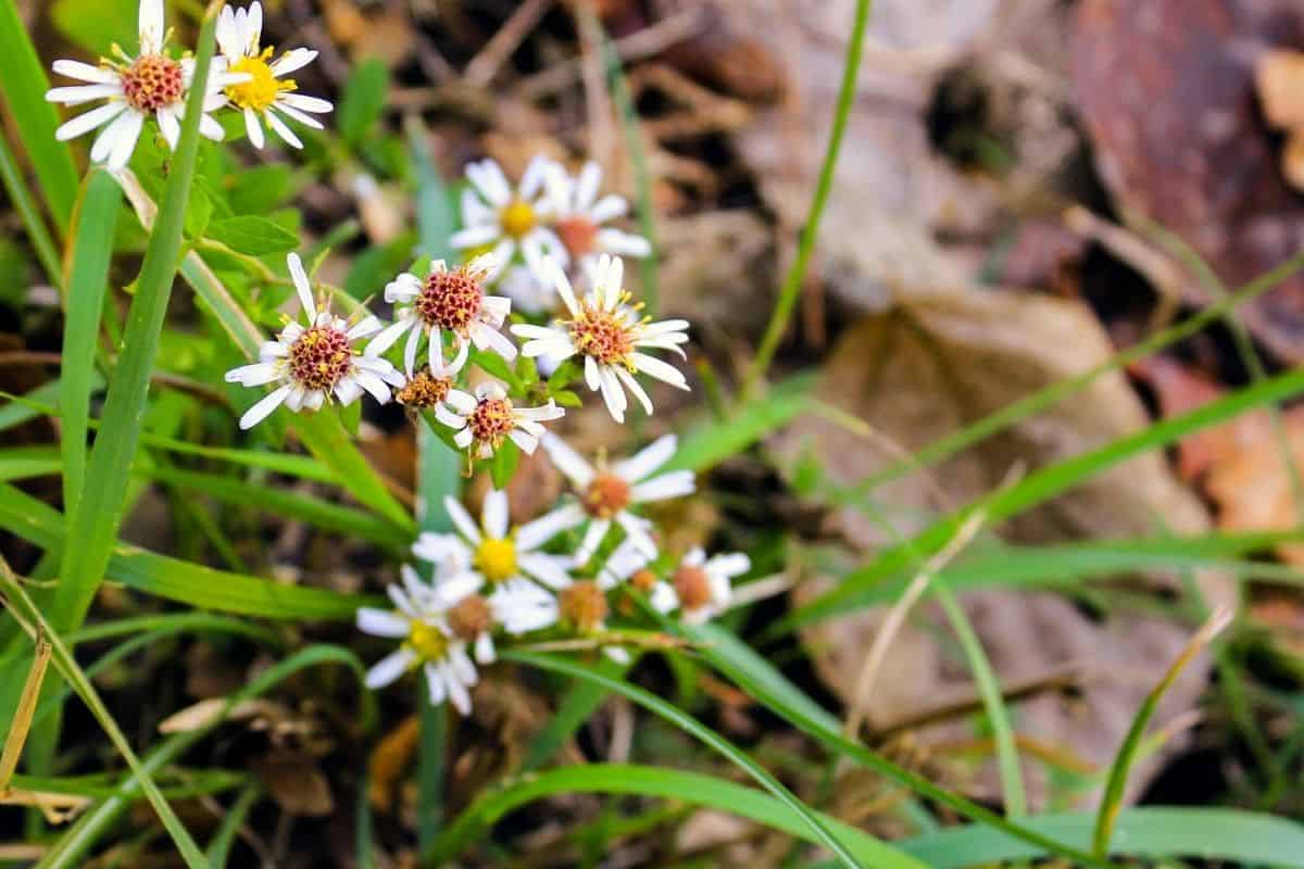 Are My Daisies Dying? (7 Signs Of A Dying Daisy Plant)