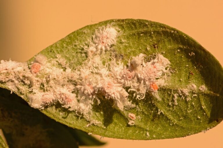 How To Get Rid Of Pests On Pansies? (Bugs Identification+Solution)