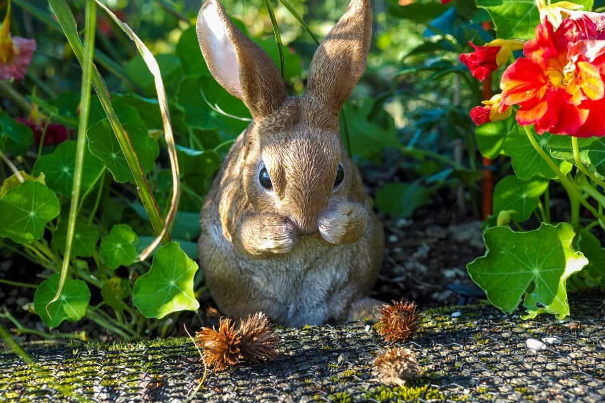 12 Ways To Keep Animals Out Of Raised Garden Beds? (Pet+Wild Animals)