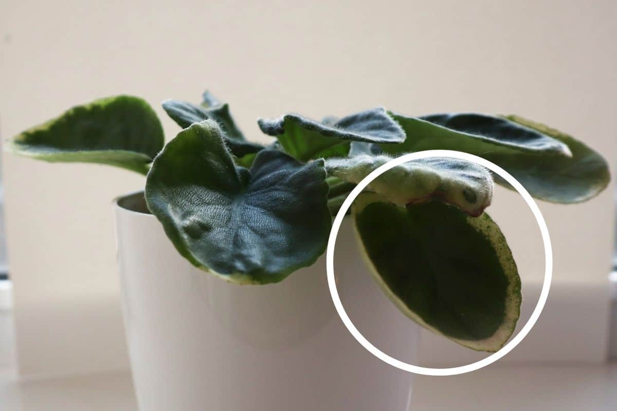 Why Does My African Violet Have White Spots? (Causes+How To Fix)