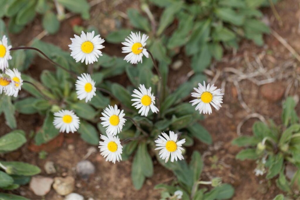 Why Daisy Flower Open And Close?