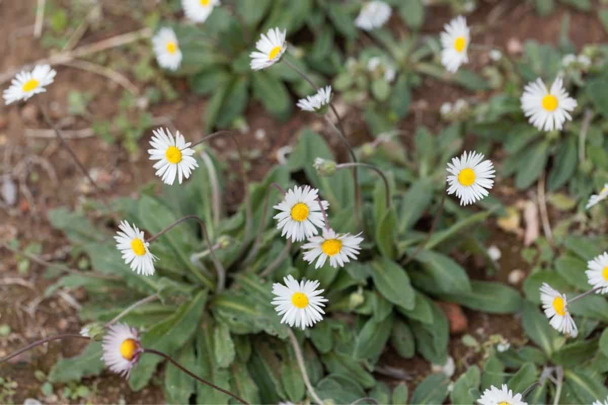 Why Are My Daisies Falling Over? (+Fix Leaning Daisy Plant)
