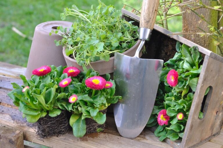 What Kind Of Soil Do Daisies Need? (Daisy Soil Requirements)