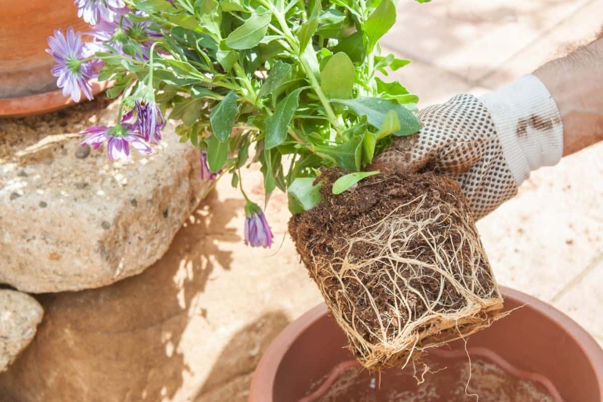 How To Propagate Daisy Plants? (StepbyStep Guide)