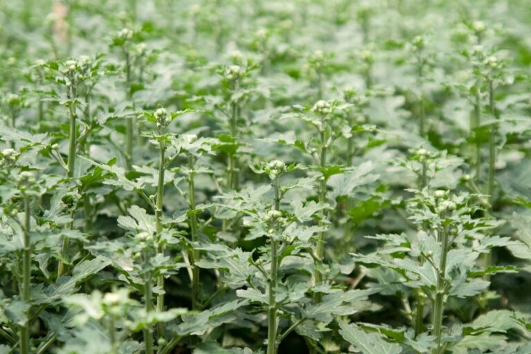 How Much Light Do Daisies Need? (Daisy Light Requirements)