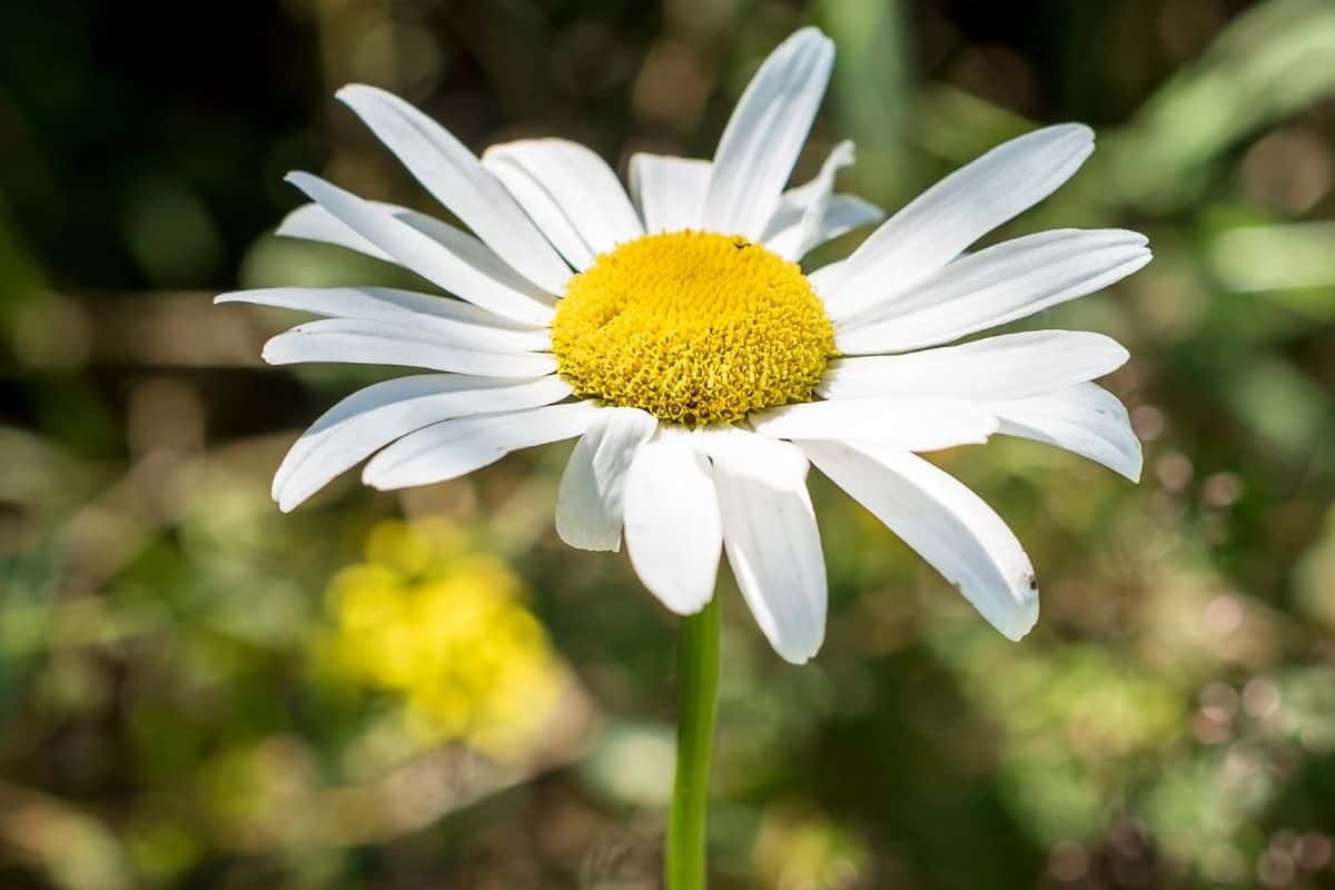 How Much Light Do Daisies Need? (Daisy Light Requirements)