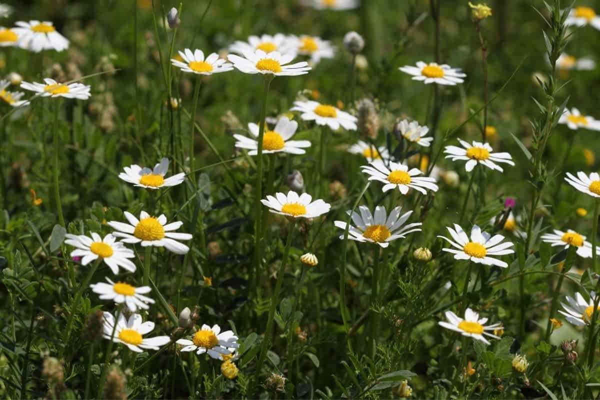 Can I Put Coffee Grounds On Daisies? (Here Is What You Should Know)