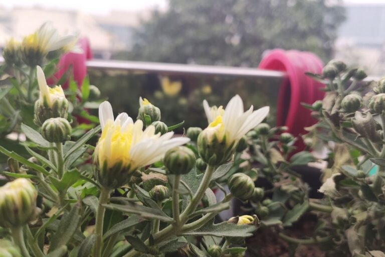 How Much Light Do Daisies Need? (Daisy Light Requirements)