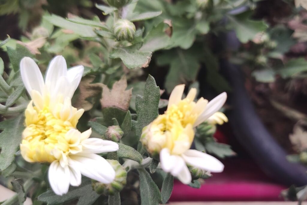 Why Daisy Flower Open And Close?