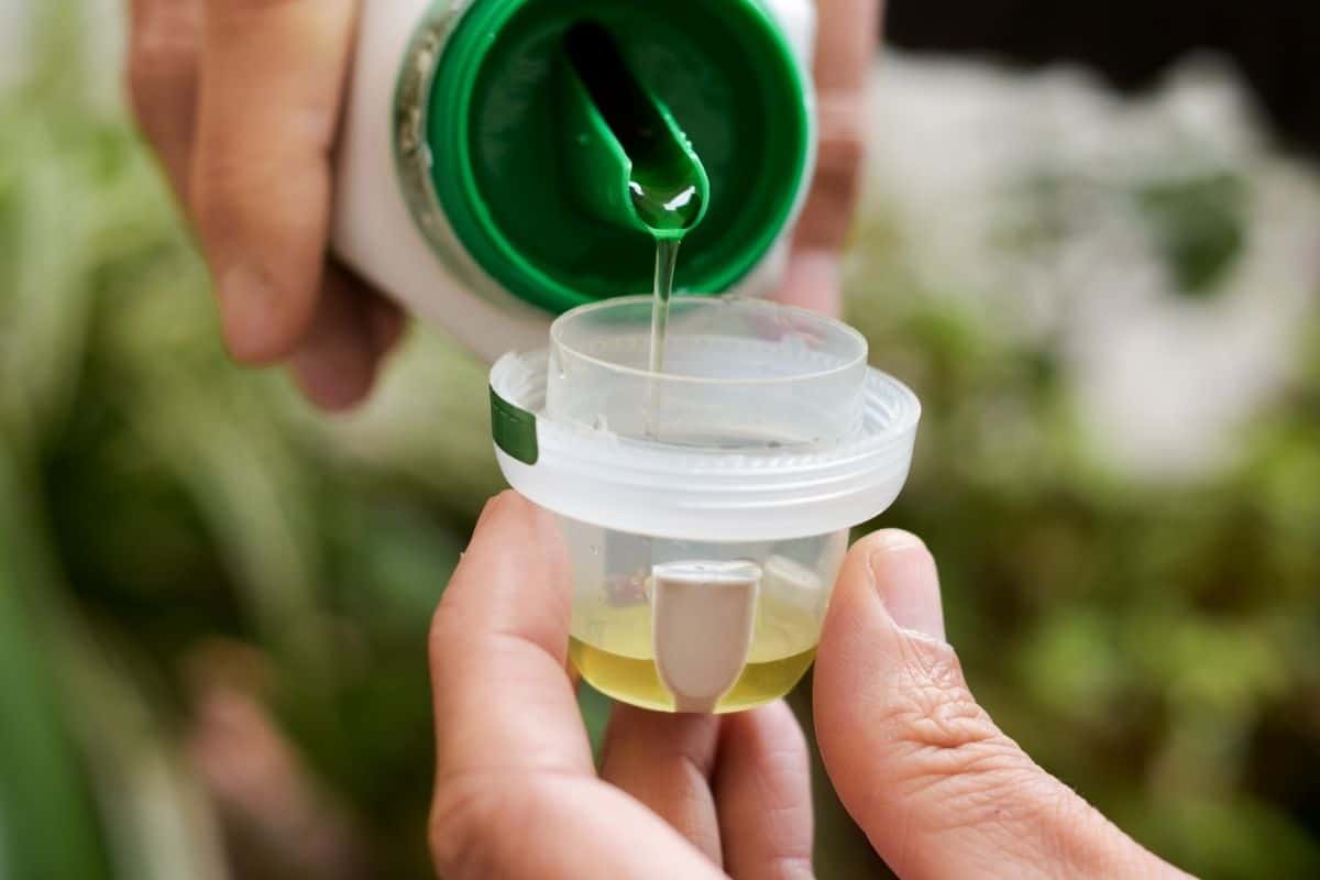 Do Pansies Need Fertilizer? (What Type, How Much & More)