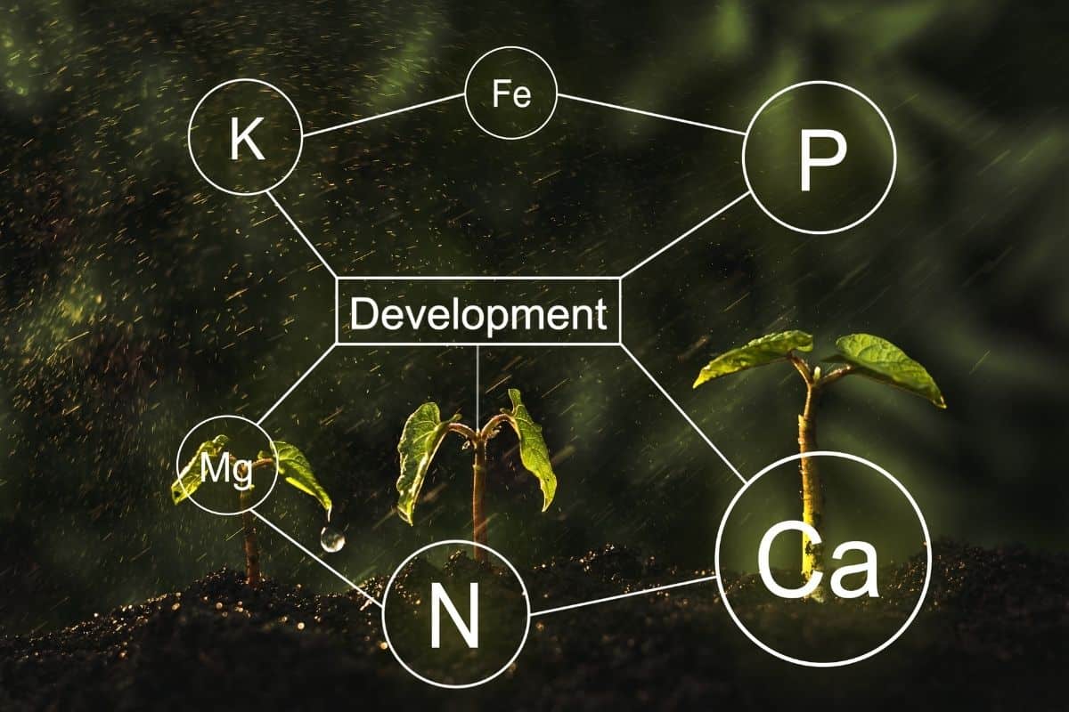 Why Are My Daisies Not Blooming? (Causes+How To Fix)(03)