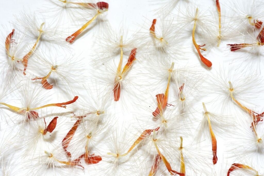 When To Sow Daisy Seeds? (+Growth Stages)