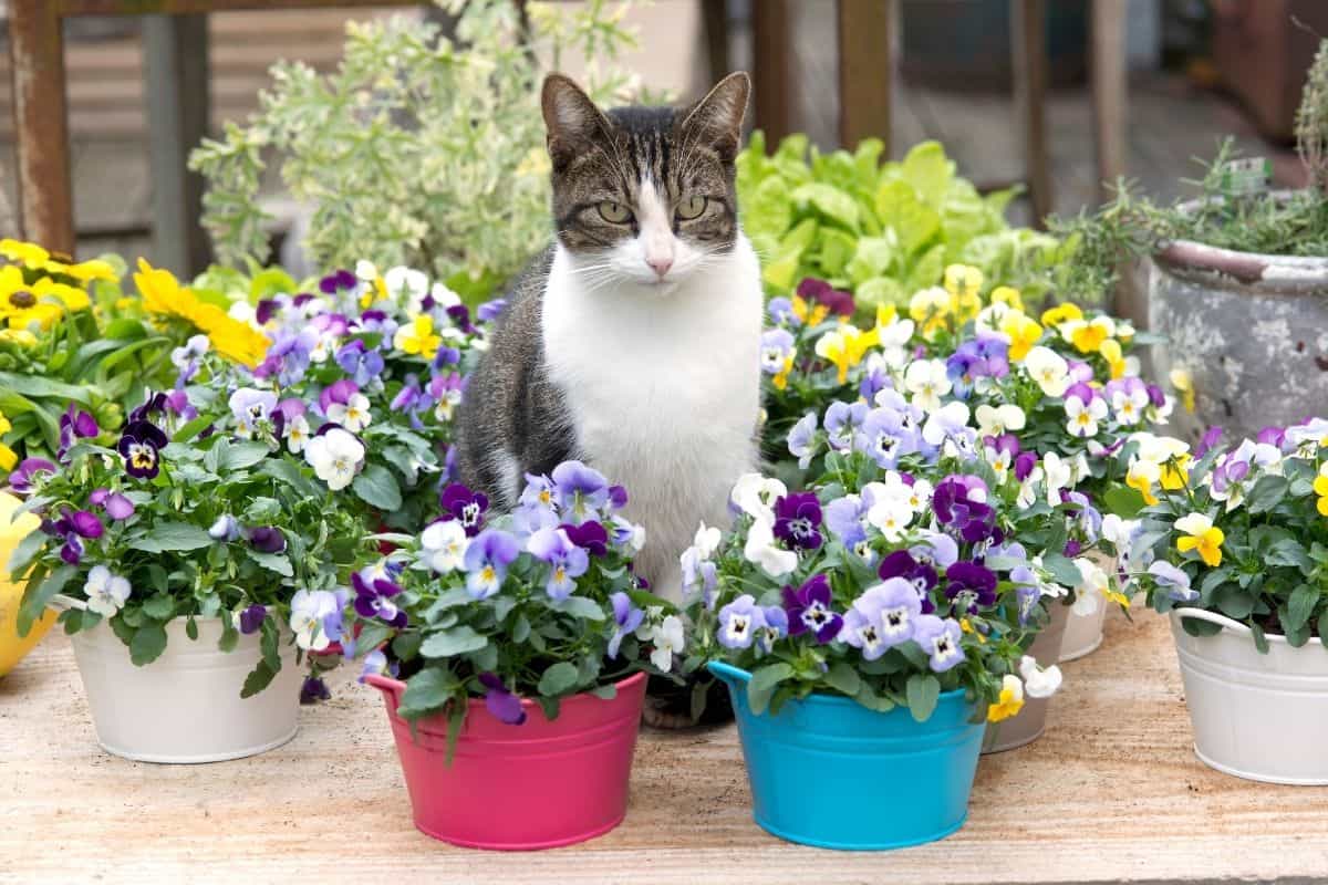 Are Pansies Poisonous To Pets? (Cats, Dogs, Rabbits & More)