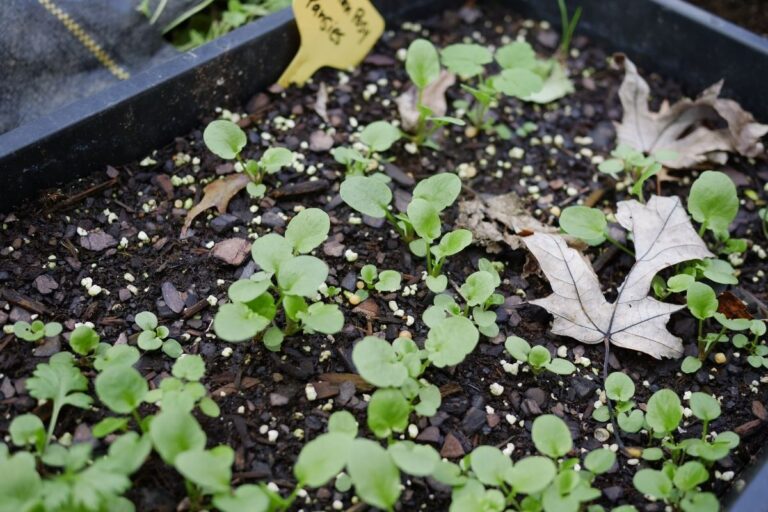 How Do You Take Care Of Potted Pansies? (Ultimate Care Guide)
