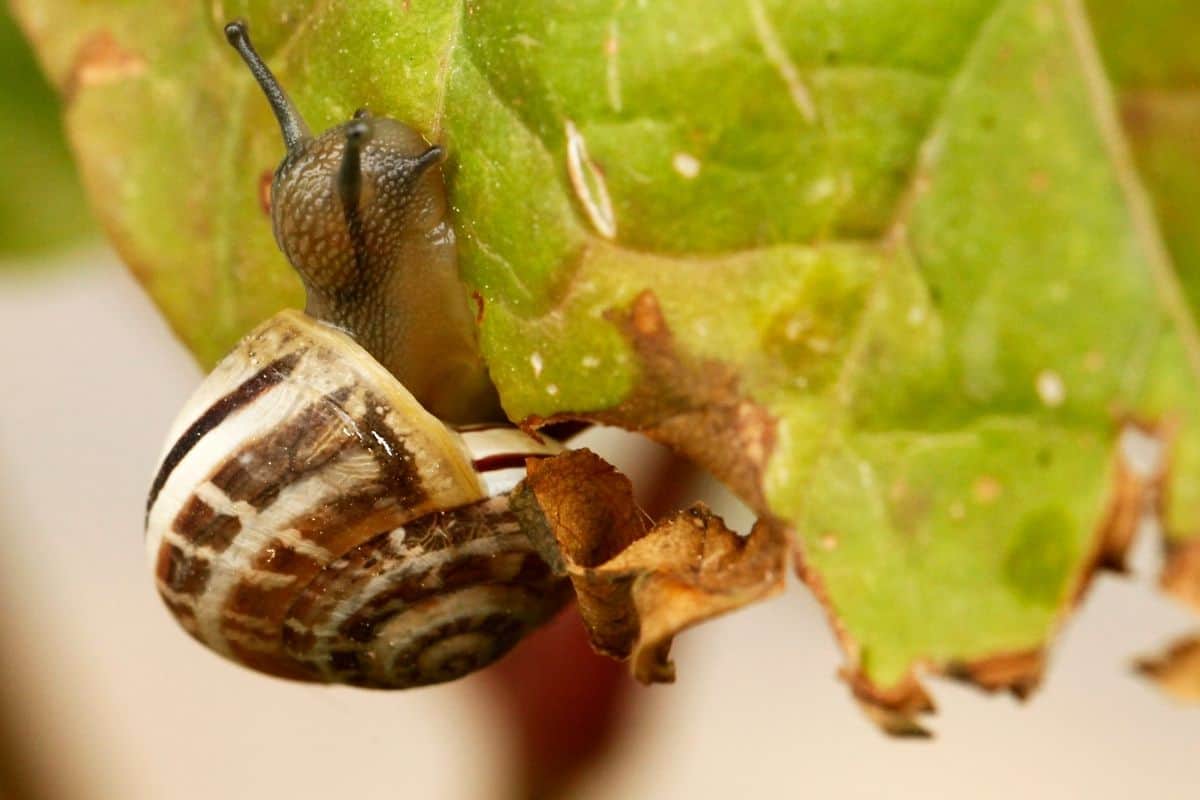Why Is My Pansy Drooping? (Possible Problems+How To Fix)