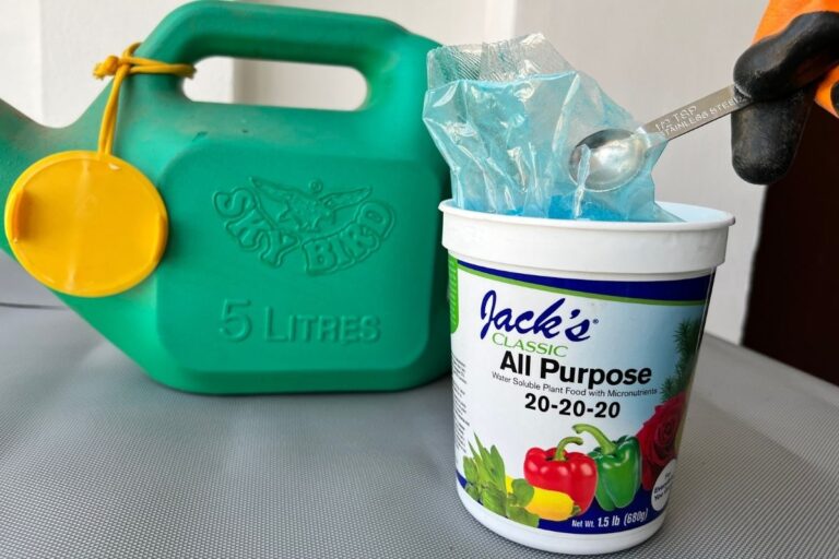 Why Are My Tulips Not Flowering? (Possible Problems+How To Fix)