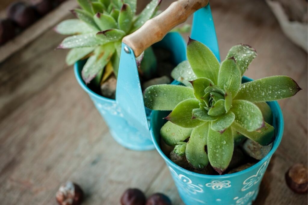 Can You Grow Hens And Chicks Indoors? (+Care Difference)