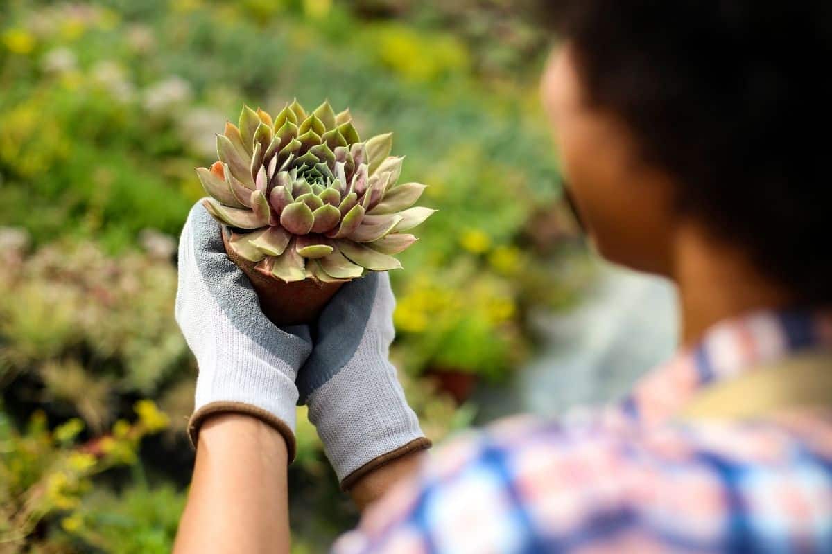 Can You Leave Hens And Chicks Outside In Winter?