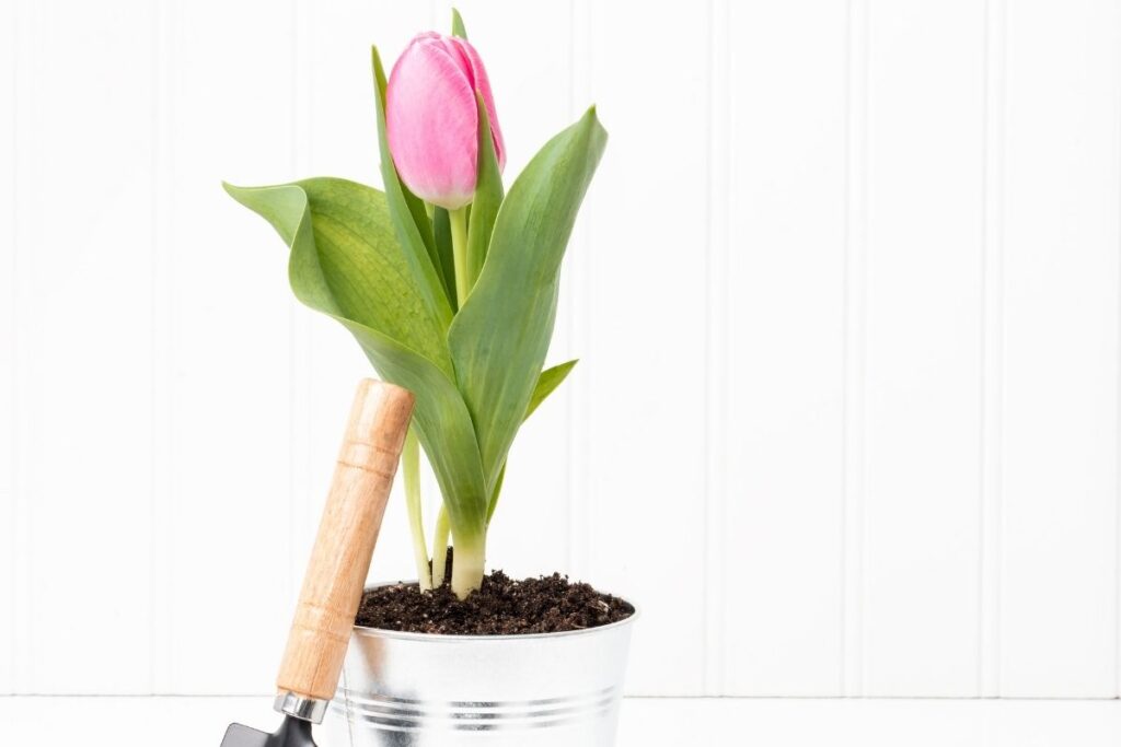 Why Did My Tulips Stop Growing? (Possible Problems+Solution)