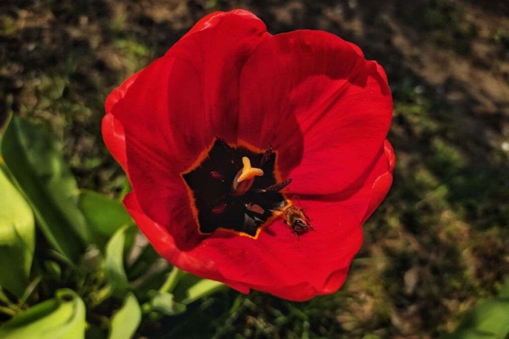 Do Tulips Attract Bees? (Bee Friendly?+Pollination?)